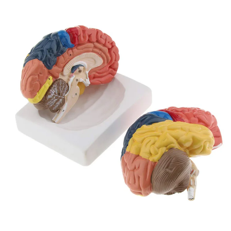 Life Size Anatomical Human Bra - Medical Lab Supplies recensione e prezzo