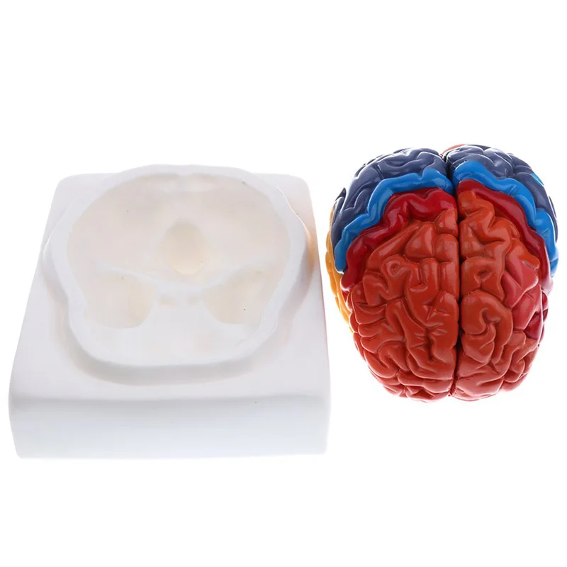 Life Size Anatomical Human Bra - Medical Lab Supplies recensione e prezzo
